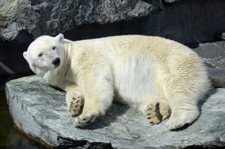 white polar bear.jpg