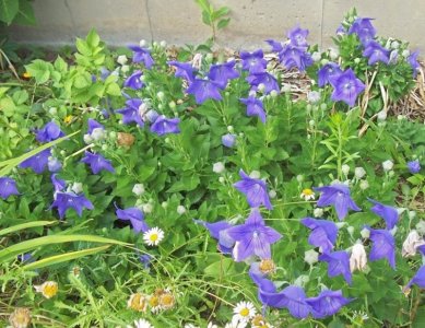 balloon flowers.jpg