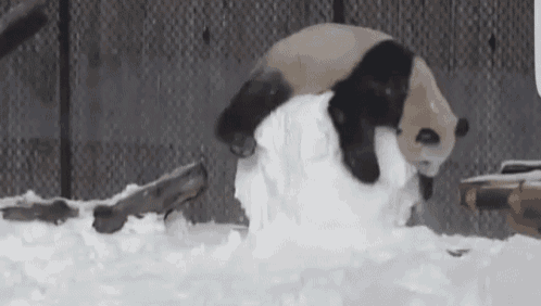 1732721391035.gif