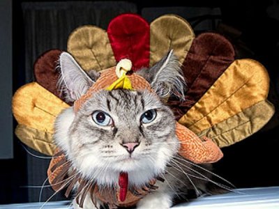 turkey cat.jpg