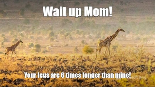 giraffe.jpg