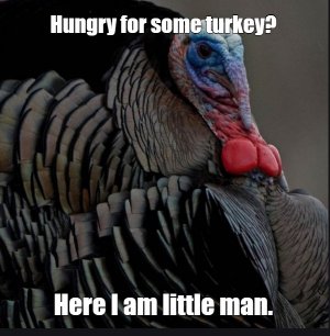 turkey.jpg