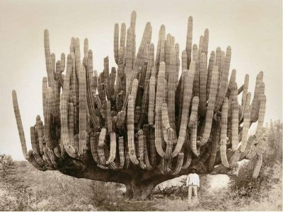 organ pipe cactus in Baja California, 1895.jpg