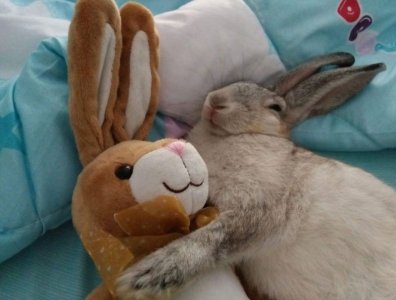 gn_bunny0.jpg