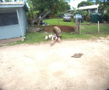 Mother Pig & Her Many Babies In Nufu'Alofa, Tonga.jpg