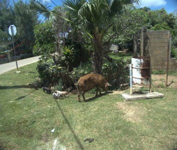 Mother Pig with Her Brood.jpg