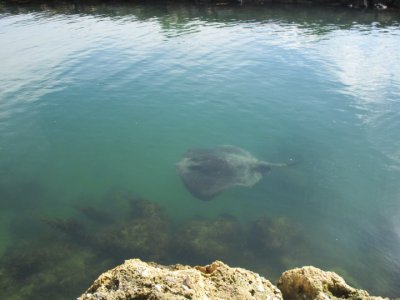 Stingray.jpg