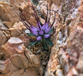 Physoplexis Comosa.jpg