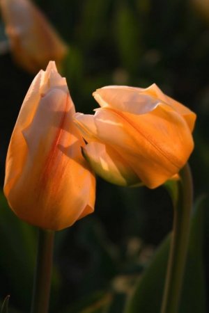 flower a day tu.jpg