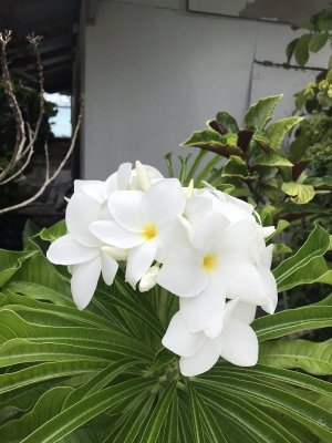 Wild Flowers on a Bush in Fakarava.jpg
