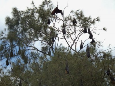 Fruit Bats Hanging from a Tree.jpg