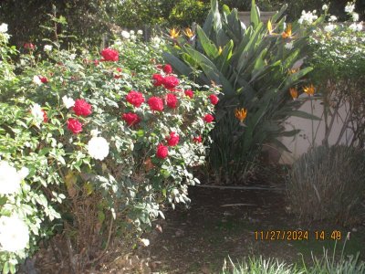 IMG_6461.JPG