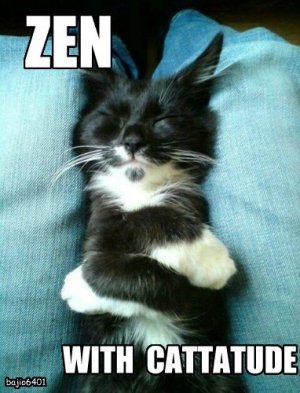 zencattitude.jpg