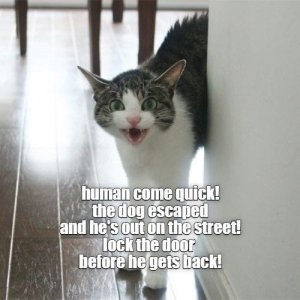cat-human-come-quick-dog-escaped-and-hes-out-on-street-lock-door-before-he-gets-back.jpg