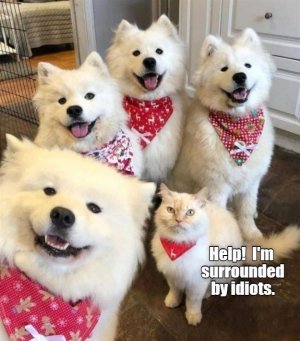 dog-help-surrounded-by-idiots.jpg