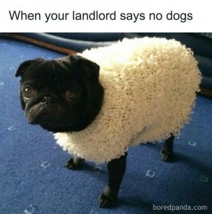 nodogs.jpg