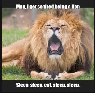 lion.jpg
