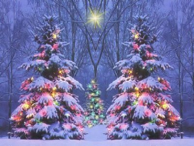 Cmas-Trees.jpg