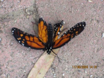 IMG_6656.JPG