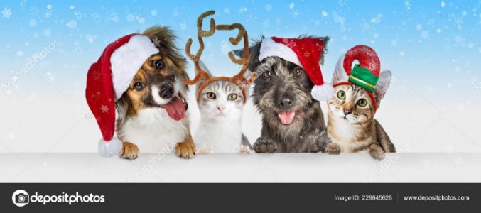 depositphotos_229645628-stock-photo-cute-christmas-dogs-cats-santa.jpg