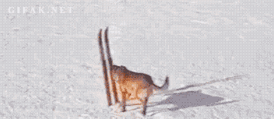 1733051655333.gif