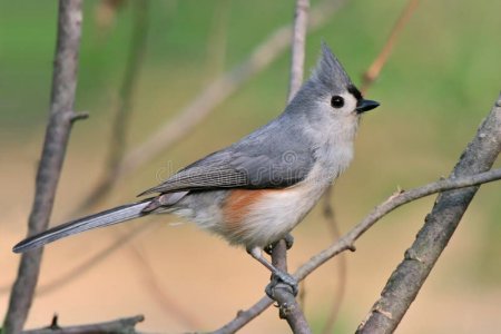 tufted-titmouse-9380266.jpg