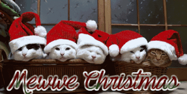 cats-christmas.gif