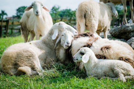 white sheep.jpg