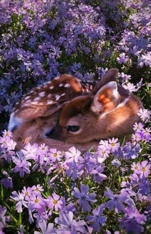 peace fawn.jpg