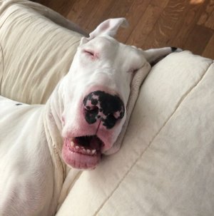 671f7ec2e0e23_funny-great-danes-pics.jpg
