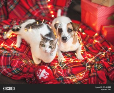 cat.dog.lights.jpg