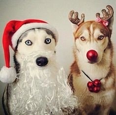 santa hat. reindeer nose.jpg