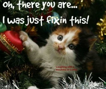 cattitude.jpg