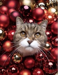 kitty in tree.jpg