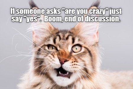 cat-if-someone-asks-are-crazy-just-say-yes-boom-end-discussion.jpg