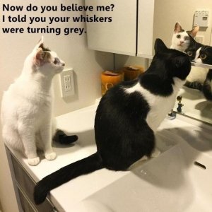 cat-now-do-believe-told-whiskers-were-turning-grey.jpg