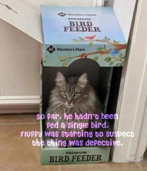 sp-far-he-hadnt-been-fed-singie-bird-fiuffy-starting-susppect-thing-defective-premium-bird-fee...jpg