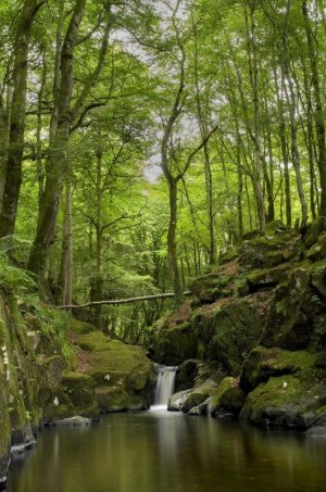 green forest waterfall.jpg