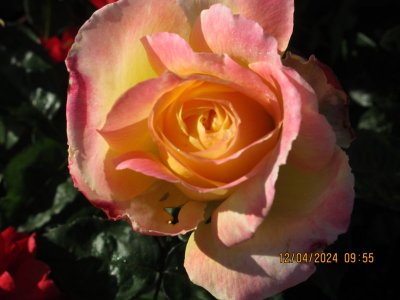 IMG_6712.JPG