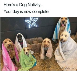 dog.jpg