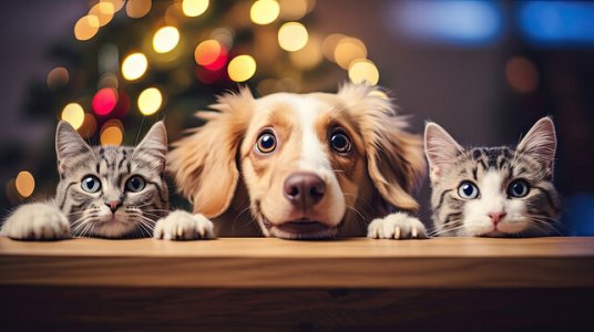 cat.dog.cat.xmas.jpg