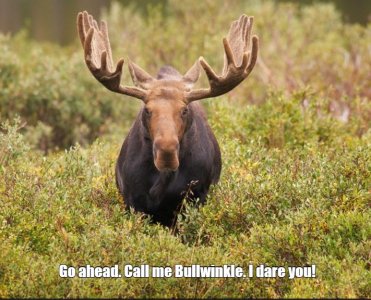 moose.jpg