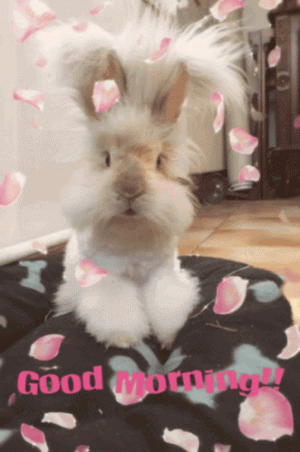 1733399052113.gif