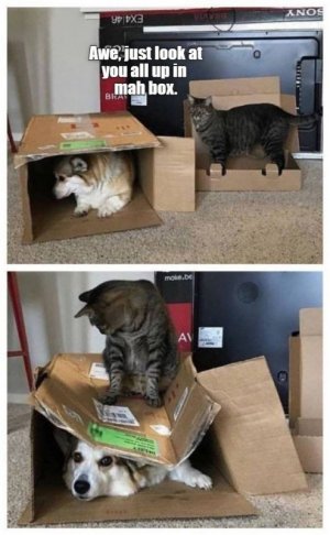 cat-sony-ex4-46-awe-just-look-at-all-up-mah-box-bka-makebe-av.jpg