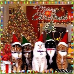 merry christmas.jpg