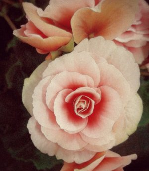 pink rose 4 fb.jpg