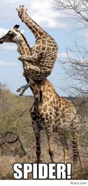 12 Funny Giraffe Memes That Will Make Your Day.jpg