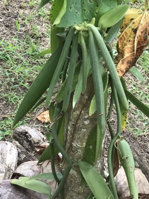 Vanilla Beans Growing on the Vine.jpg