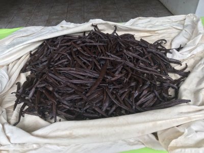 Cured Vanilla Beans Ready for Packaginge for Sale.jpg