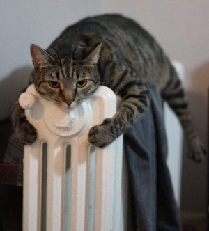 cattitude radiator.jpg